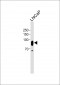 CD276 Antibody